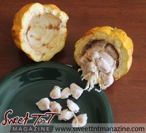 Cocoa pod, with exposed seeds in sweet T&T for Sweet TnT Magazine, Culturama Publishing Company, for news in Trinidad, in Port of Spain, Trinidad and Tobago, with positive how to photography.