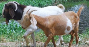 Goats in Piparo