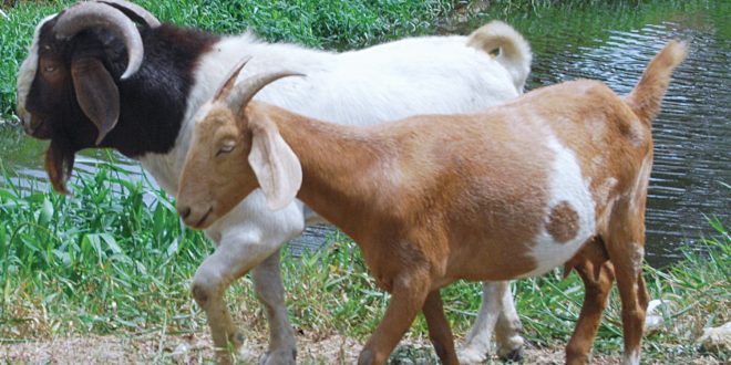 Goats in Piparo