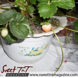Tableland food fiesta. Strawberry plant.