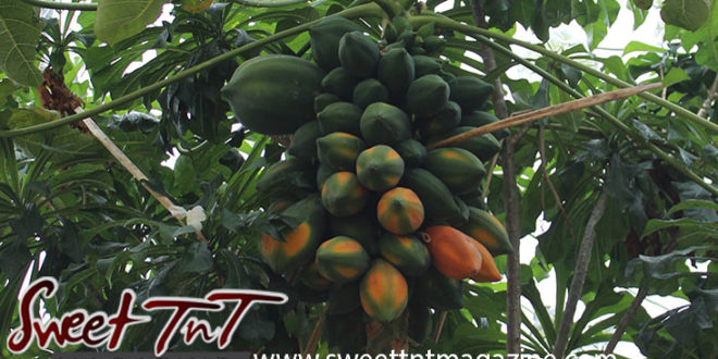 Papaya or paw paw tree, leaves, fruit, green, ripe, plant in garden in San Juan for article grow your own food in Sweet T&T, Sweet TnT, Trinidad and Tobago, Trini, vacation, travel