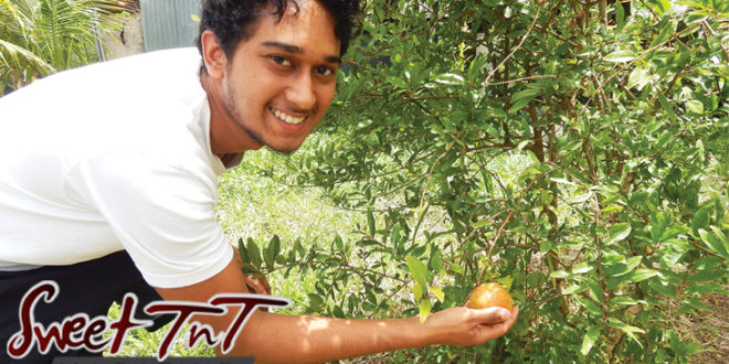 My brother picking a pomegranate from our Pomegranate tree in sweet T&T for Sweet TnT Magazine, Culturama Publishing Company, for news in Trinidad, in Port of Spain, Trinidad and Tobago, with positive how to photography.