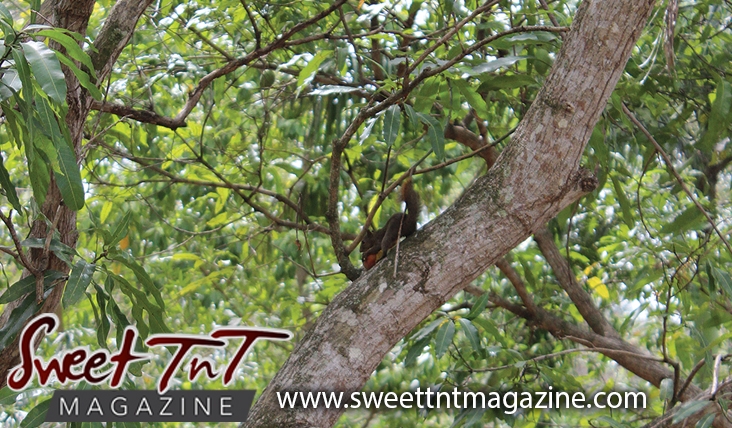 Squirrel on tree eating Julie mango at Botanical Gardens, Port of Spain, Sweet T&T, Sweet TnT, Trinidad and Tobago, Trini, vacation, travel