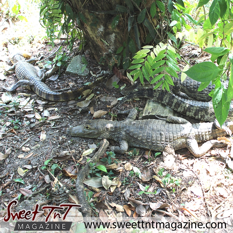 Crocodiles, Emperor Valley Zoo, Sweet T&T, Sweet TnT, Trinidad and Tobago, Trini, travel, vacation, animals, Zoorific