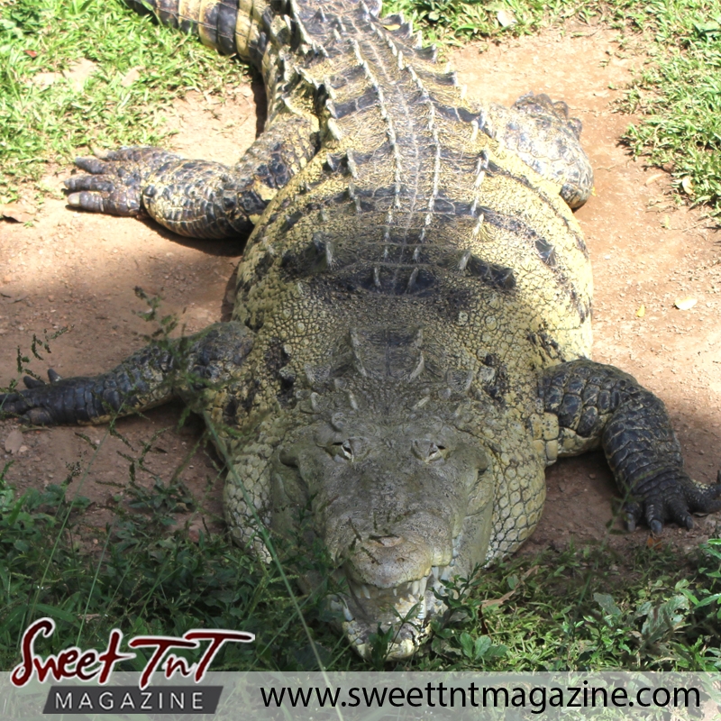 Big crocodile, Emperor Valley Zoo, Sweet T&T, Sweet TnT, Trinidad and Tobago, Trini, travel, vacation, animals, Zoorific
