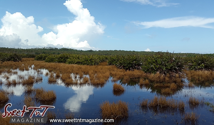 Icacos brown grass in water green grass blue sky by Marika Mohammed for story Icacos end of Trinidad in Sweet T&T, Sweet TnT, Trinidad and Tobago, Trini, vacation, travel
