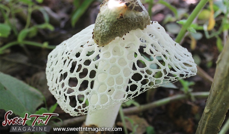 Jumbie umbrella, wild mushroom, fungus, fungi, not edible in Caribbean, in sweet T&T for Sweet TnT Magazine, Culturama Publishing Company, for news in Trinidad, in Port of Spain, Trinidad and Tobago, with positive how to photography.