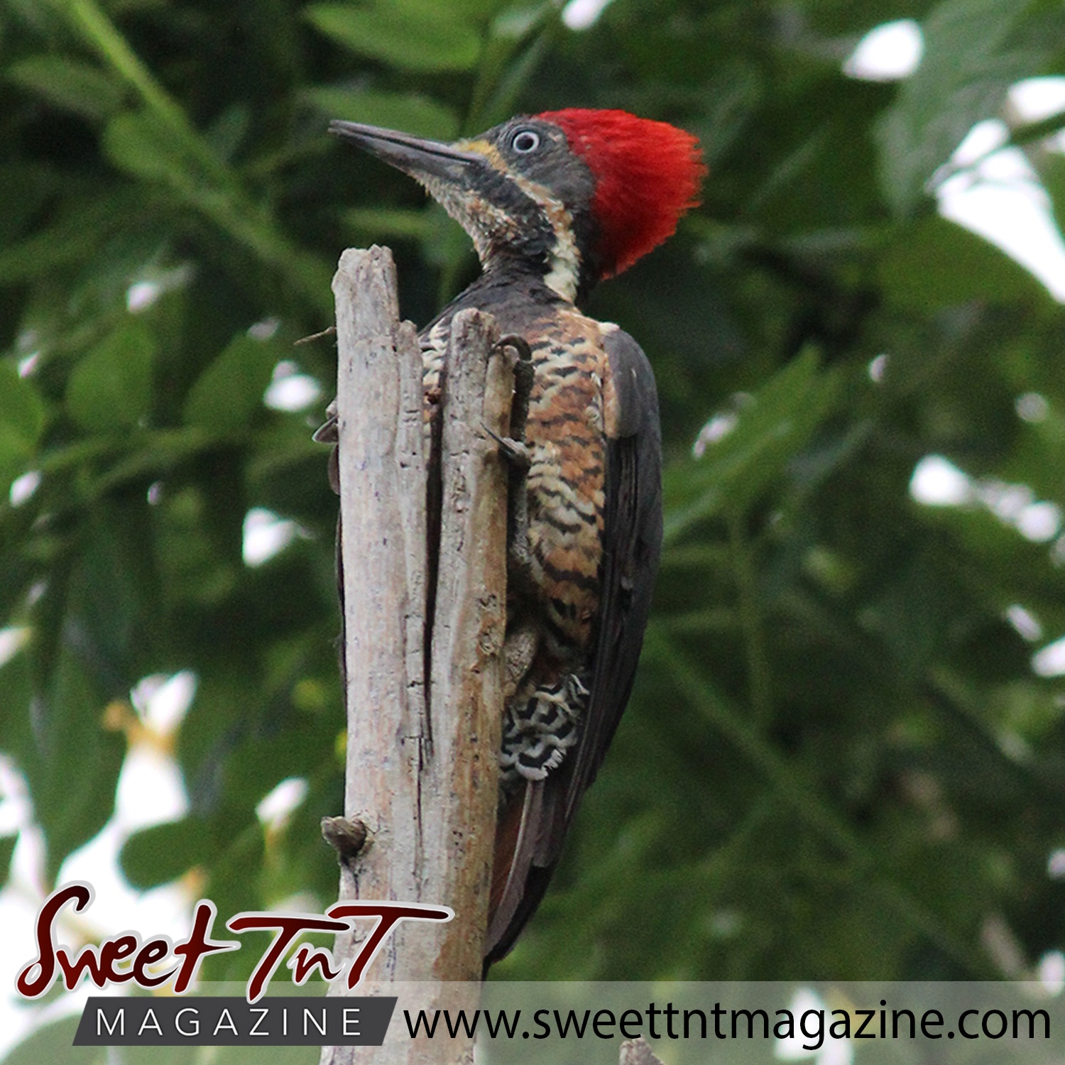 Woodpeckers drill and drum in San Juan 6 Crimson-crested woodpeckers in San Juan, Trinidad, in sweet T&T for Sweet TnT Magazine, Culturama Publishing Company, for news in Trinidad, in Port of Spain, Trinidad and Tobago, with positive how to photography.
