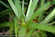Aloes plant in sweet T&T for Sweet TnT Magazine, Culturama Publishing Company, for news in Trinidad, in Port of Spain, Trinidad and Tobago, with positive how to photography. Tag: Air