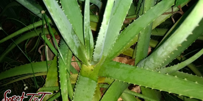 Aloes plant in sweet T&T for Sweet TnT Magazine, Culturama Publishing Company, for news in Trinidad, in Port of Spain, Trinidad and Tobago, with positive how to photography. Tag: Air