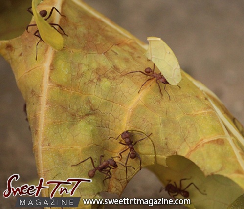 Bachac leafcutter ants hardworking farmers in Trinidad and Tobago. Sweet TnT Magazine.
