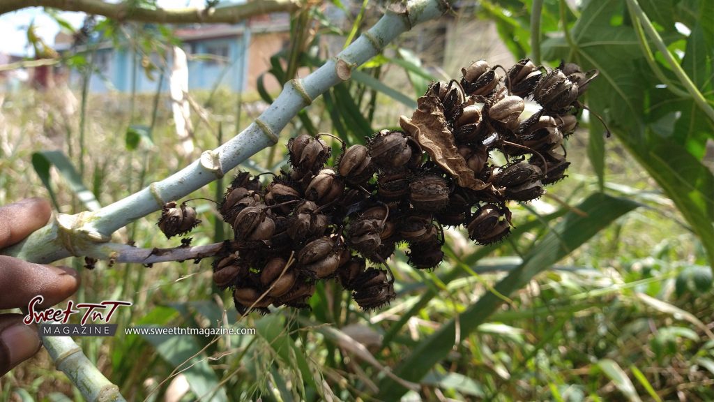 Castor oil dried pods