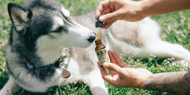 CBD oil for dogs. Person holding brown glass bottle beside white and black siberian husky puppy on green grass field.