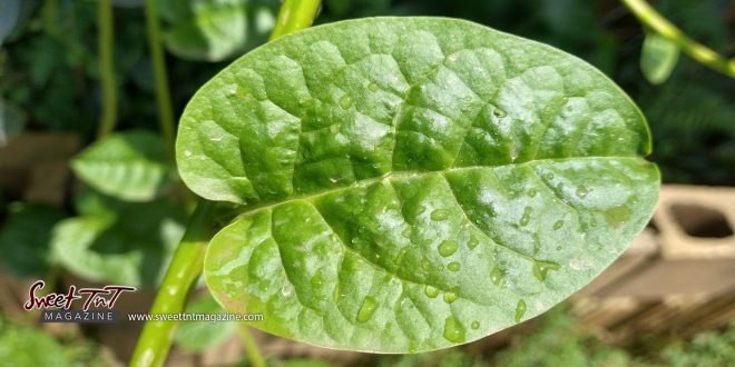 Malabar spinach leaf. Leafy green vegetable.