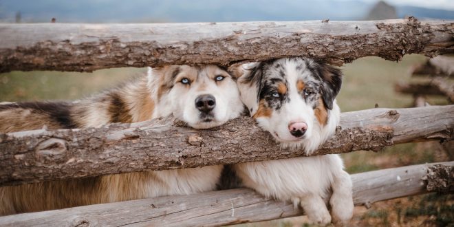 Australian Shepherd. Adorable dogs standing together near wooden enclosure fence in farmland