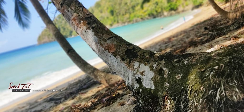 Englishman Bay coconut tree