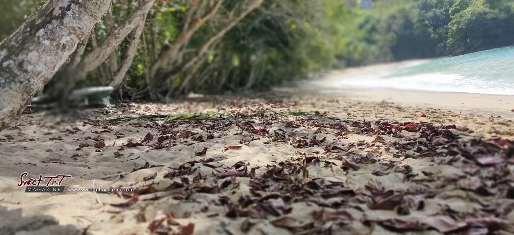 Englishman Bay leaves on sand