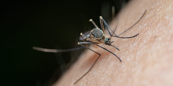 Mosquito repellent market