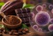 How cocoa may naturally support stem cell regeneration and healthy ageing.